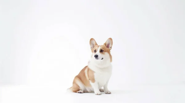 Милий Собака Білому Тлі — стокове фото