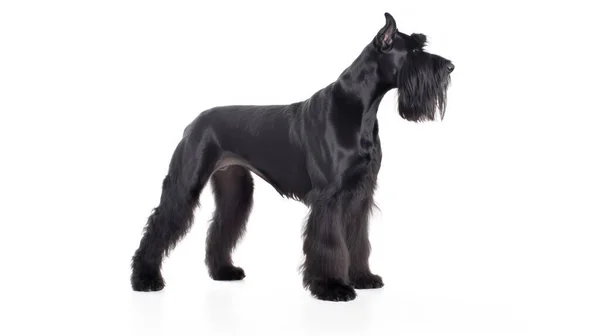 Черно Белая Собака Изолирована Заднем Плане — стоковое фото