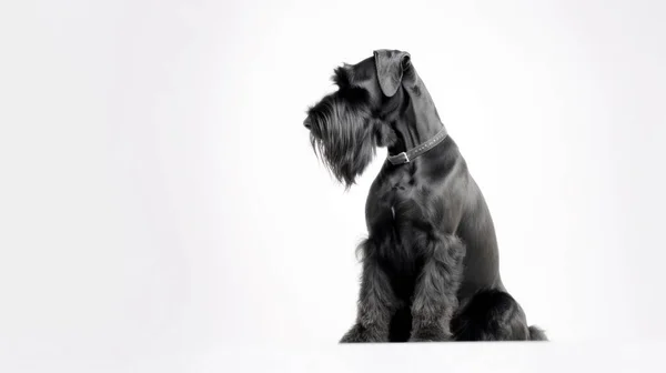 Schwarz Weißer Hund Sitzt Auf Grauem Hintergrund — Stockfoto