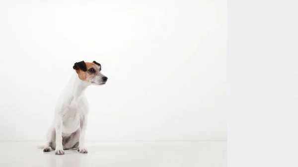 Cane Jack Russell Terrier Seduto Sfondo Bianco — Foto Stock