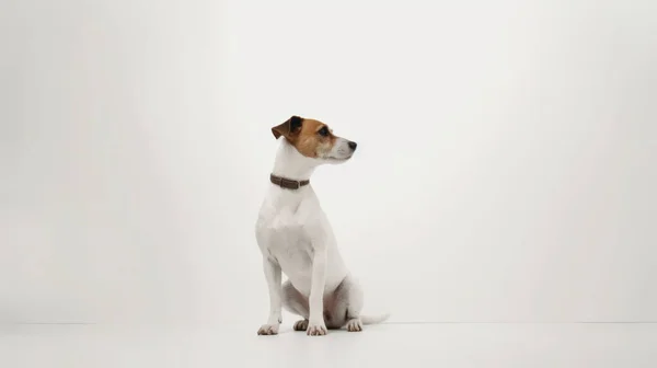 Tatlı Köpek Yerde Oturuyor Kameraya Bakıyor Beyaz Arka Planda Duruyor — Stok fotoğraf