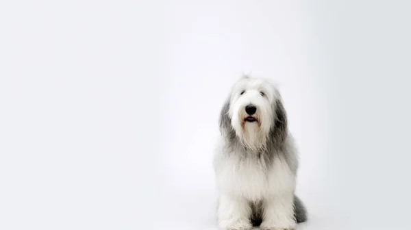 Portrét Bílého Psa — Stock fotografie