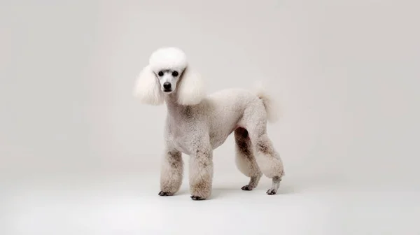 Ładny Pies Białym Tle — Zdjęcie stockowe
