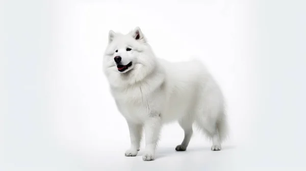 Weißer Husky Hund Auf Grauem Hintergrund — Stockfoto