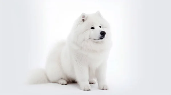 Weißer Hund Schnee — Stockfoto