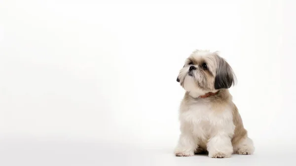 Χαριτωμένο Σκυλί Μπροστά Από Λευκό Φόντο — Φωτογραφία Αρχείου