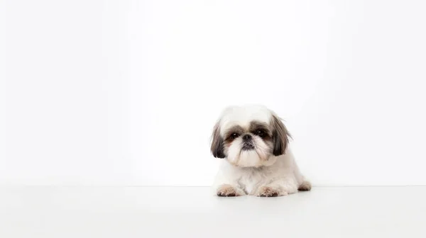 Lindo Perro Sobre Fondo Blanco —  Fotos de Stock