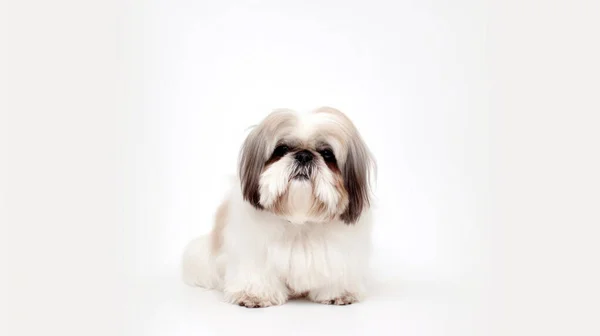 Cute Dog White Background — Stock Photo, Image