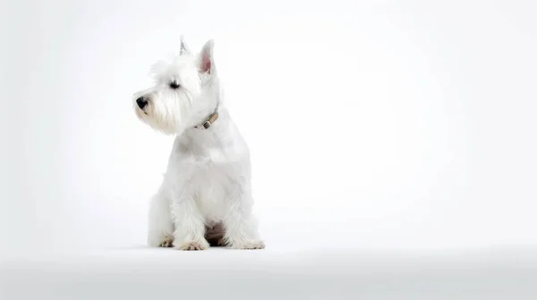 Cão Branco Frente Fundo Uma Cadeira Madeira — Fotografia de Stock
