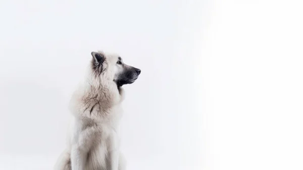 Retrato Raça Cão Isolado Fundo Branco — Fotografia de Stock
