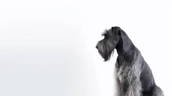 Чорно Біла Собака Світлому Фоні — стокове фото