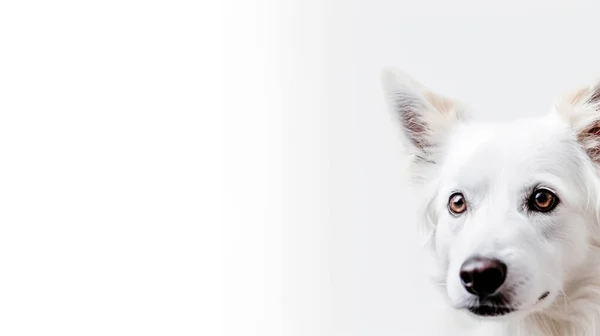 Hund Med Vit Bakgrund — Stockfoto