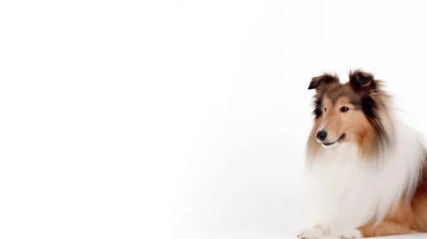 Cão Branco Com Cabelo Vermelho Fundo Claro — Fotografia de Stock