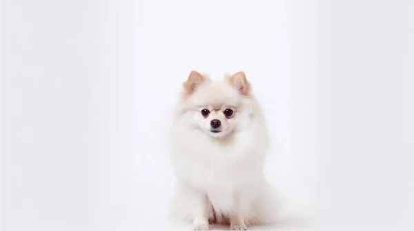 Cão Pomeranian Branco Fundo Claro — Fotografia de Stock