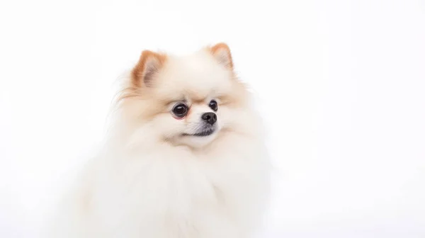 Pomeranian Hond Geïsoleerd Witte Achtergrond — Stockfoto