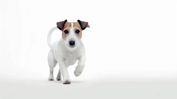 Pies Jack Russell Terrier Białym Tle — Zdjęcie stockowe