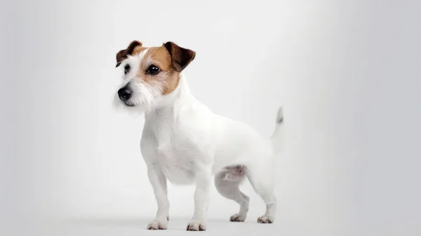 Jack Russell Terrier Cão Sentado Fundo Branco — Fotografia de Stock