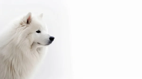 Белая Собака Снегу — стоковое фото