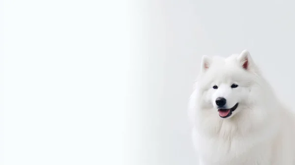 Vit Hund Med Svart Och Blå Ögon — Stockfoto