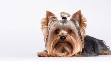 Beyaz arka planda Yorkshire Teriyer Köpeği