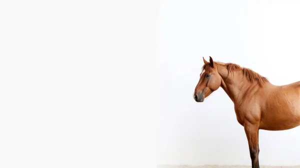 Красивая Лошадь Поле — стоковое фото