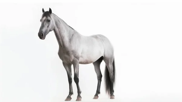 White Horse Isolated Background — Stock Photo, Image