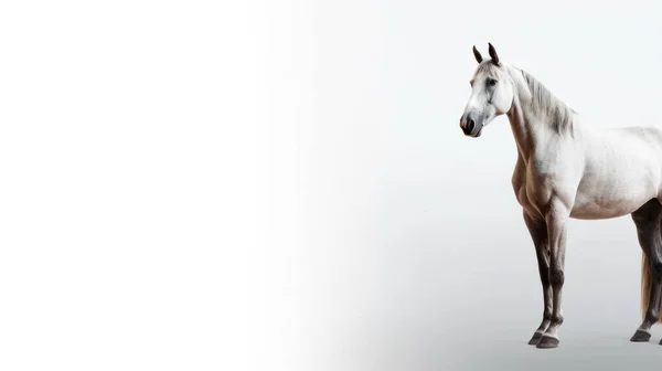 Белый Конь Изолирован Черном Фоне — стоковое фото