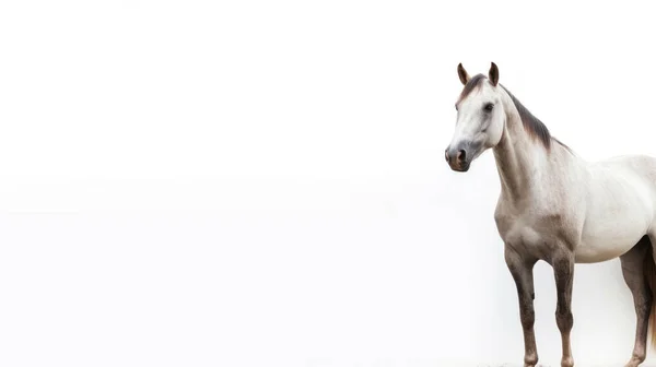 White Horse Light Background — Stock Photo, Image
