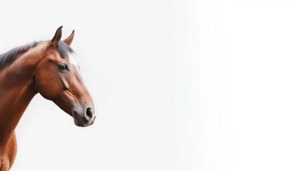 Schönes Braunes Pferd Auf Weißem Hintergrund — Stockfoto