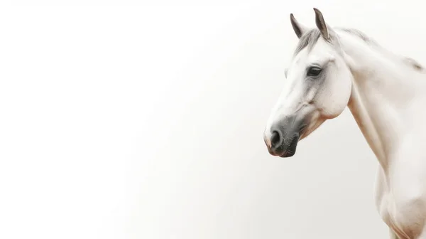 stock image white horse isolated on a background