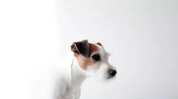 Jack Russell Terrier Hond Witte Achtergrond — Stockfoto