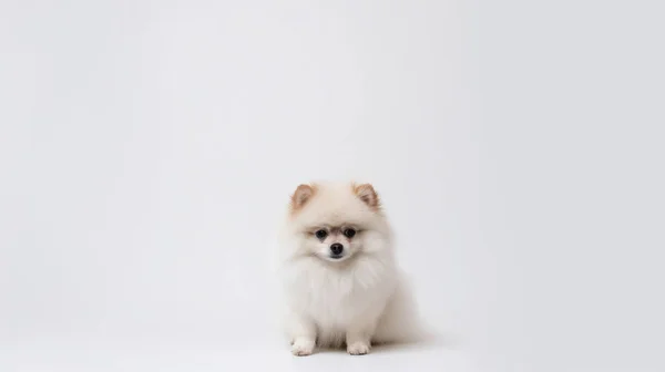 Lindo Perro Sobre Fondo Blanco —  Fotos de Stock