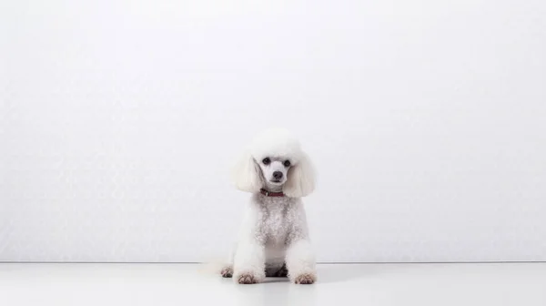 stock image white dog sitting on floor with a toy