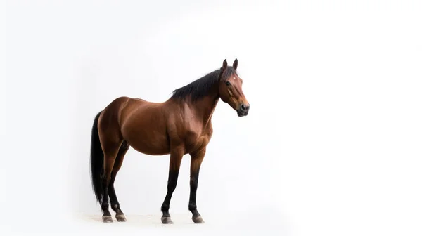 Brown Horse Isolated White Background — Stock Photo, Image