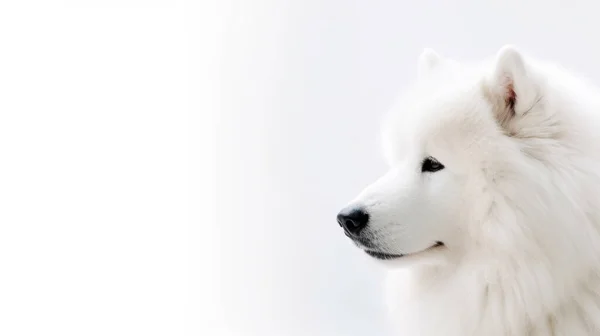 雪に覆われた森を背景に白い犬が — ストック写真