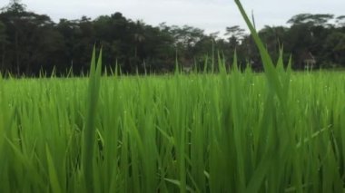 Yeşil otlar rüzgarda