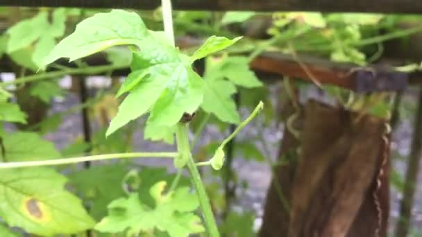 Ladybugs Walking Vegetable Tree — Stock Video