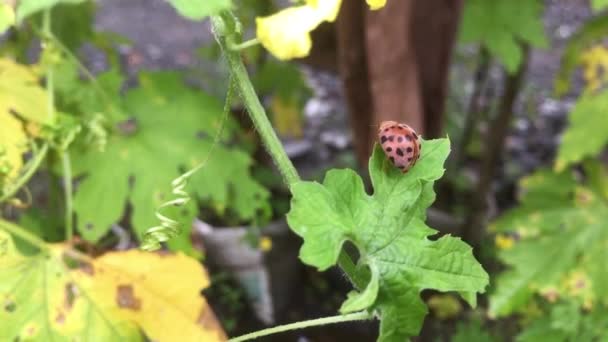 Ladybugs Walking Flying — стоковое видео