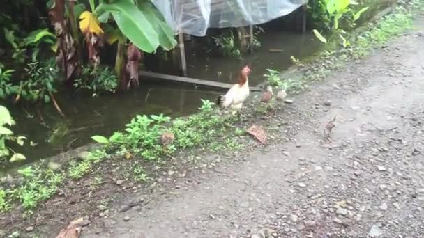 Pollos Que Buscan Comida Patio — Vídeo de stock