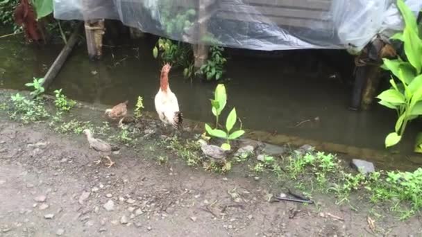 Hühner Auf Futtersuche Hof — Stockvideo