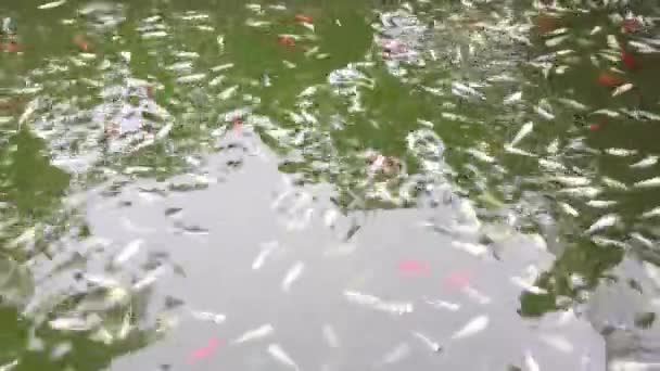 Göllerdeki Nehirlerdeki Süs Balıklarının Yaşamı — Stok video