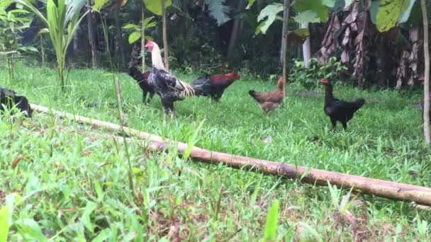 小鸡在院子里觅食 — 图库视频影像