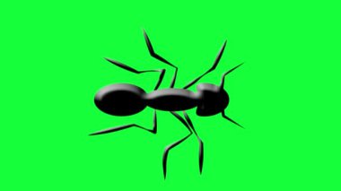 Yürüyen karıncalar animasyon yürüyen karıncalar yeşil ekran arkaplanlı animasyon sürüsü