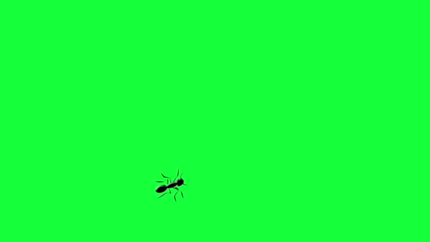 Walking Ants Animation Walking Ants Animation Swarm Animation Greenscreen Background — Stock Video