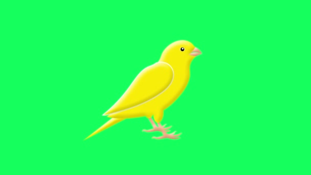 Щебетание Канарейки Пение Анимации Зеленого Экрана Желтая Птица Щебечущая Птица — стоковое видео