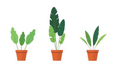 Saksılarda sallanan süs bitkileri. Canlandırılmış süs bitkileri. Saksılarda büyüyüp sallanıyorlar.