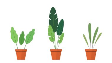 Saksılarda sallanan süs bitkileri. Canlandırılmış süs bitkileri. Saksılarda büyüyüp sallanıyorlar.