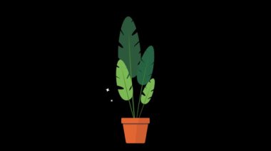 Saksılarda sallanan süs bitkileri. Canlandırılmış süs bitkileri. Saksılarda büyüyüp sallanıyorlar.