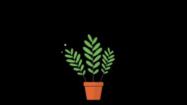 Saksılarda sallanan süs bitkileri. Canlandırılmış süs bitkileri. Saksılarda büyüyüp sallanıyorlar.