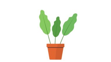 Saksılarda sallanan süs bitkileri. Canlandırılmış süs bitkileri. Saksılarda büyüyüp sallanıyorlar.